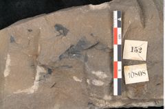 Foto (Detailansicht) von Sphenopteris haidingeri Ettingshausen (NHMW-GEO-2024-0188-10808)
